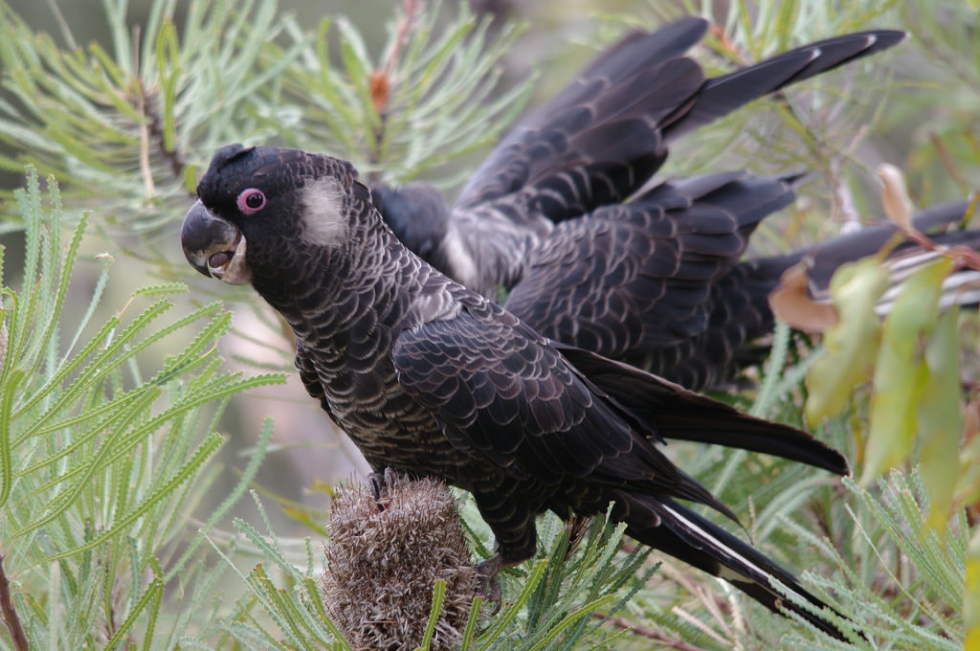 Black Cockatoo Conservation Efforts Receive Funding Boost