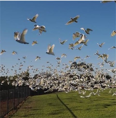 corellas