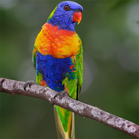 Lorikeet