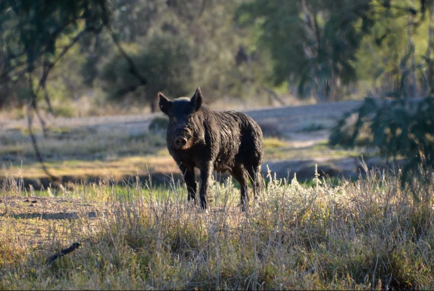 feral pig in Toodyay WA