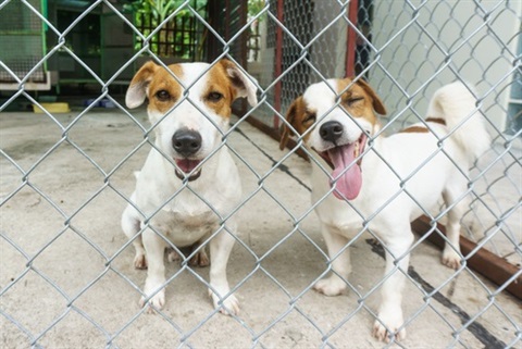 Animal Management Facility Image