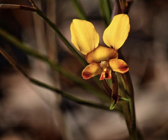Donkey-Orchid-Morangup.jpg