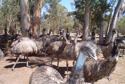 Free Range Emu Farm Image