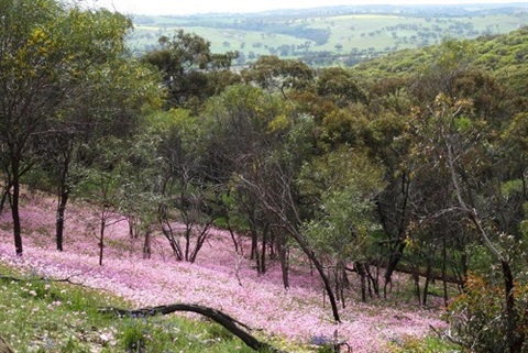 Pelham-wildflowers.jpg