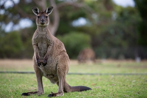 Roos-at-Sues-6.jpg
