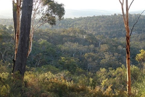 Acacia Reserve Walk Image