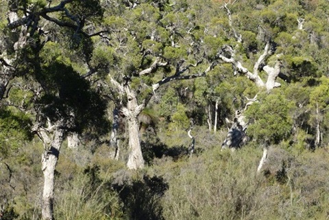 Wallaby Reserve Image