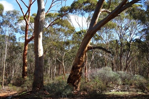 Wongamine Reserve (DPAW and Shire) Image