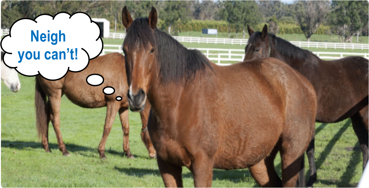 Can I have horses without first checking with the Shire?
