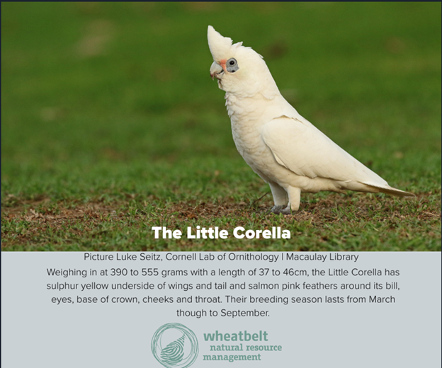 Corella Management - May 2025