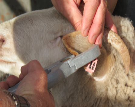 DO YOU OWN LIVESTOCK?