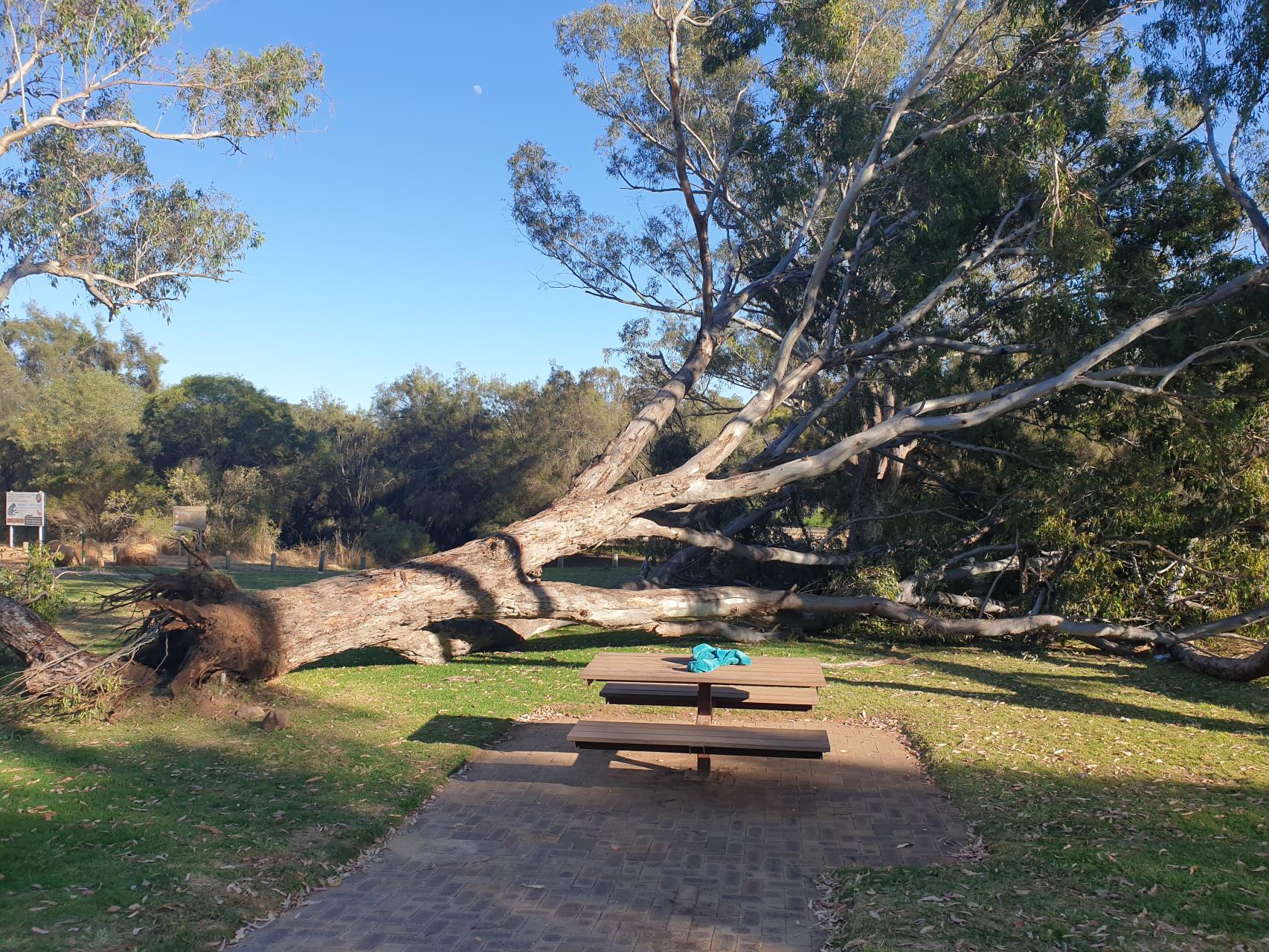 Notification – Uprooted Tree in Duidgee Park