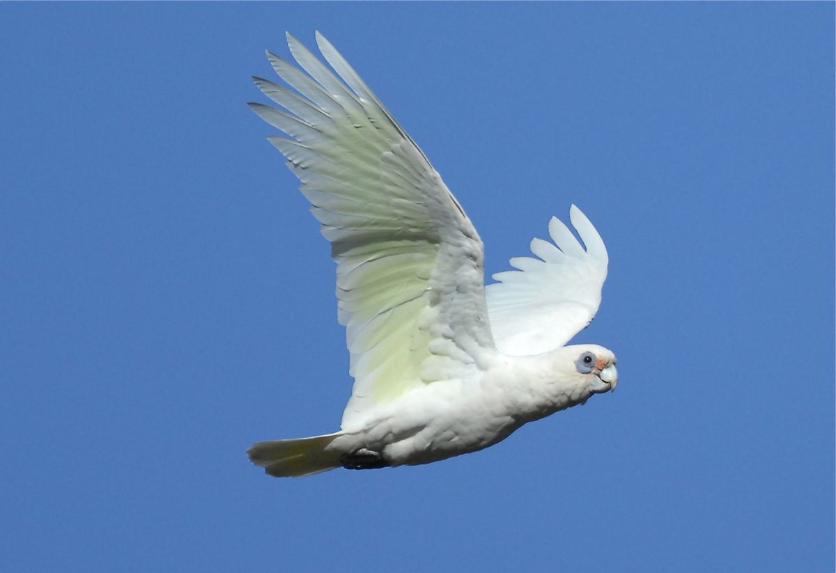 Managing Corellas in the Shire: What we’re doing, and what you can do
