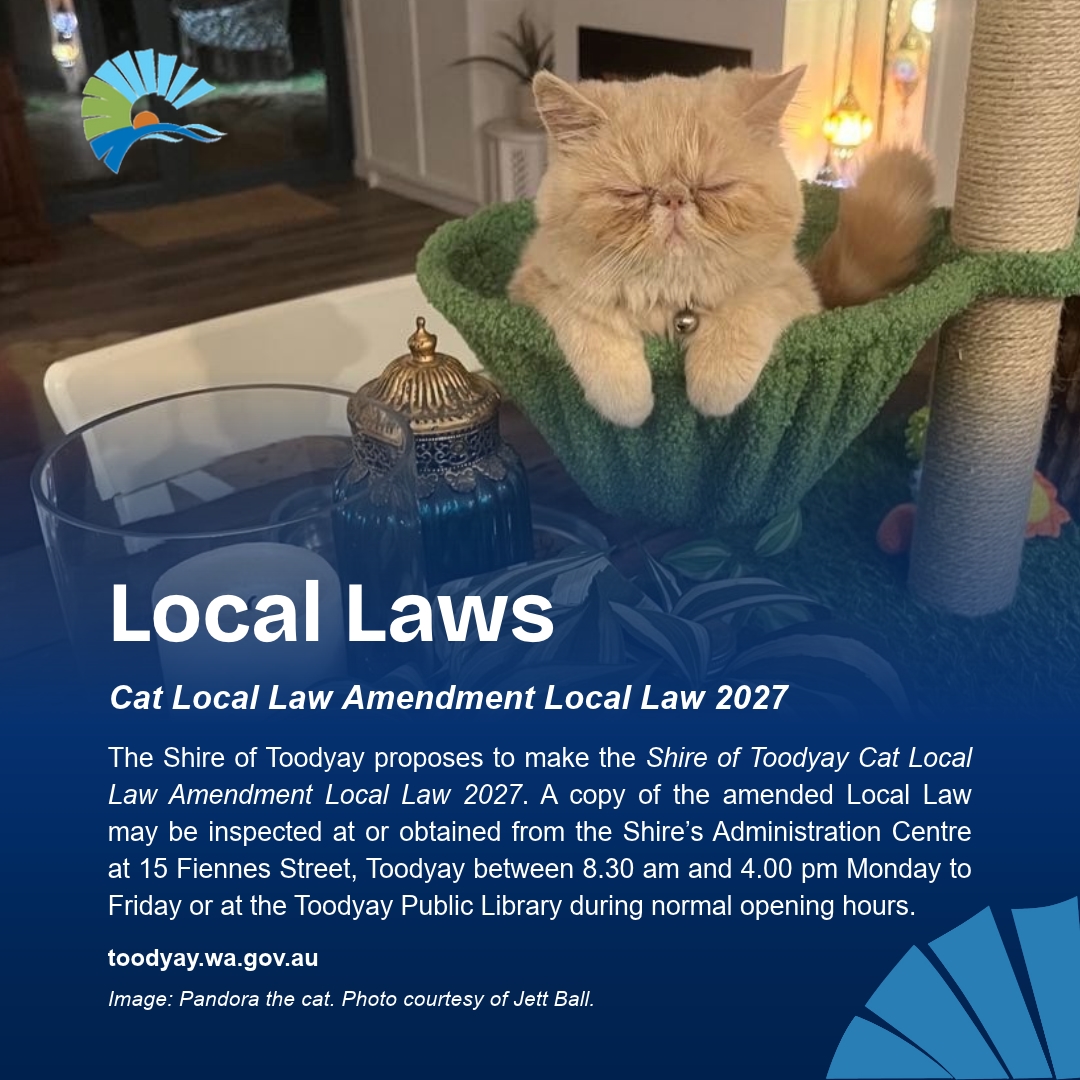 Cat Local Law Amendment Local Law Image
